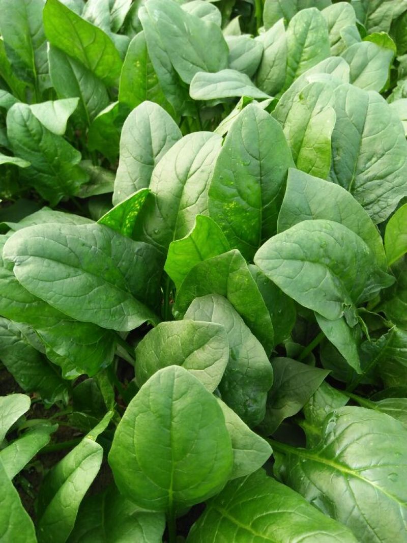 大叶菠菜20~25厘米