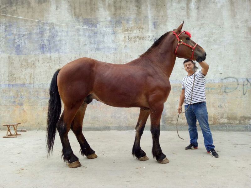 蒙古马300~400kg