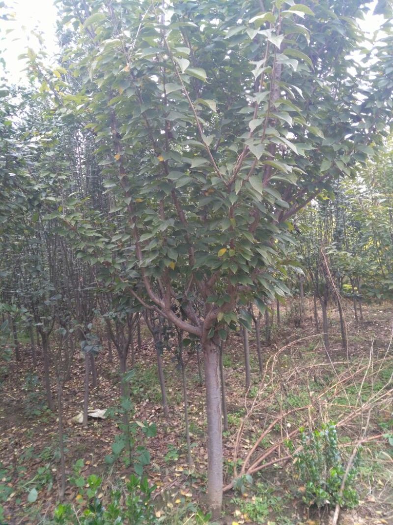 樱花日本晚樱早樱樱花树规格齐全