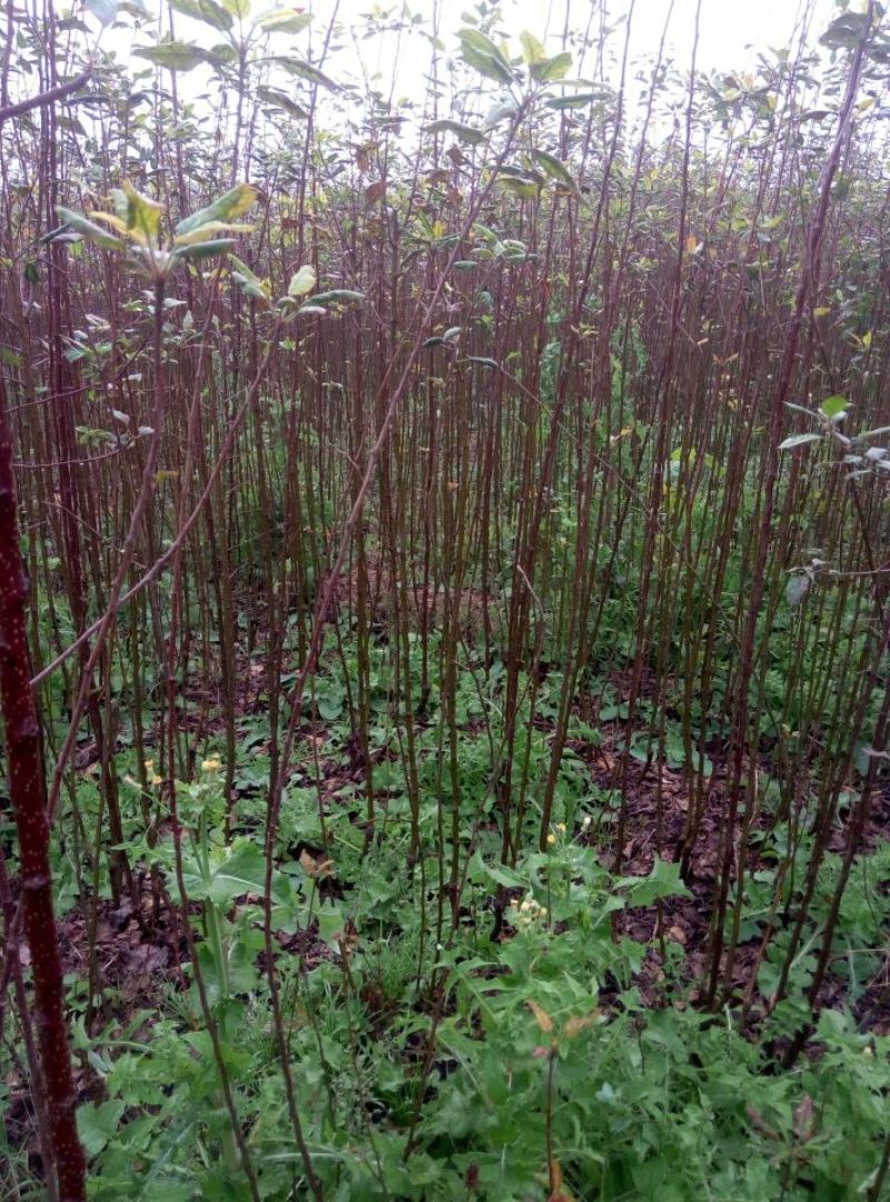 苹果树苗80cm以上