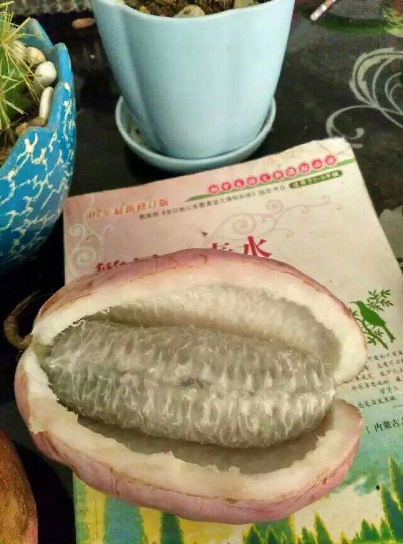 八月瓜90~100g