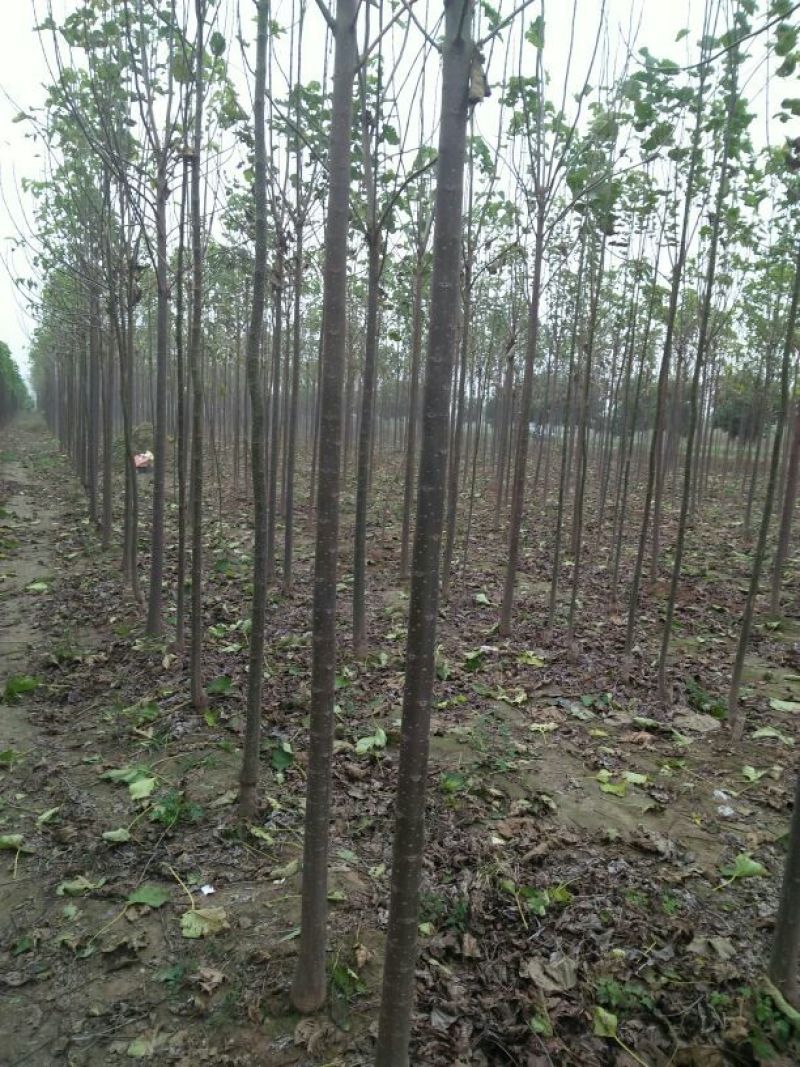 楸树