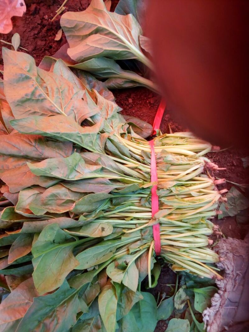 秋菠菜25~30厘米