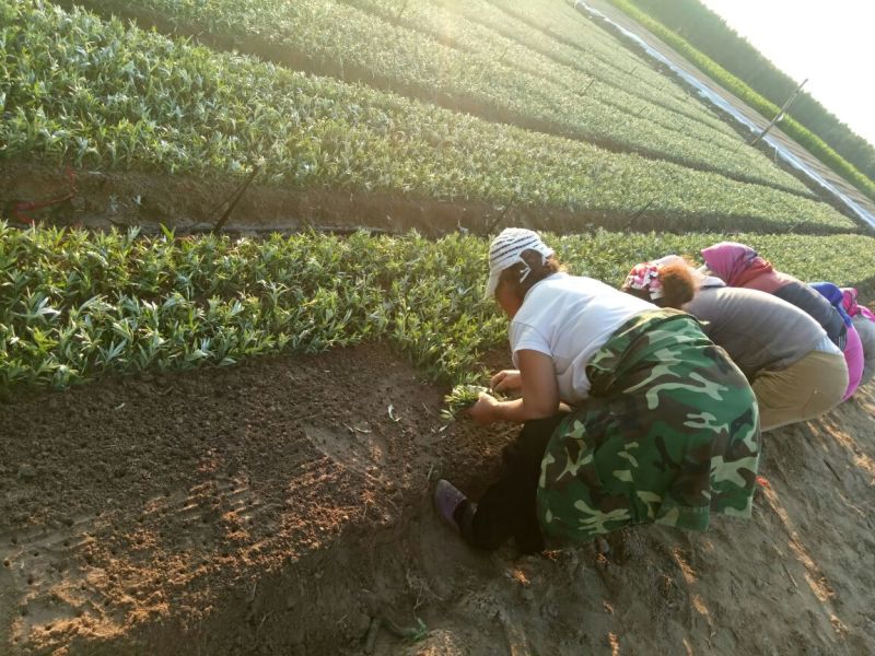 沙棘苗万亩基地货量充足对接各大电商平台代发代卖