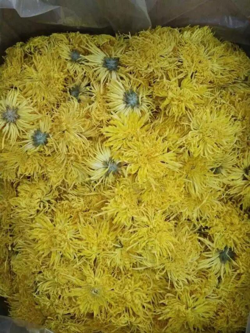 皇菊茶
