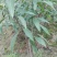 芒果苗1m以下