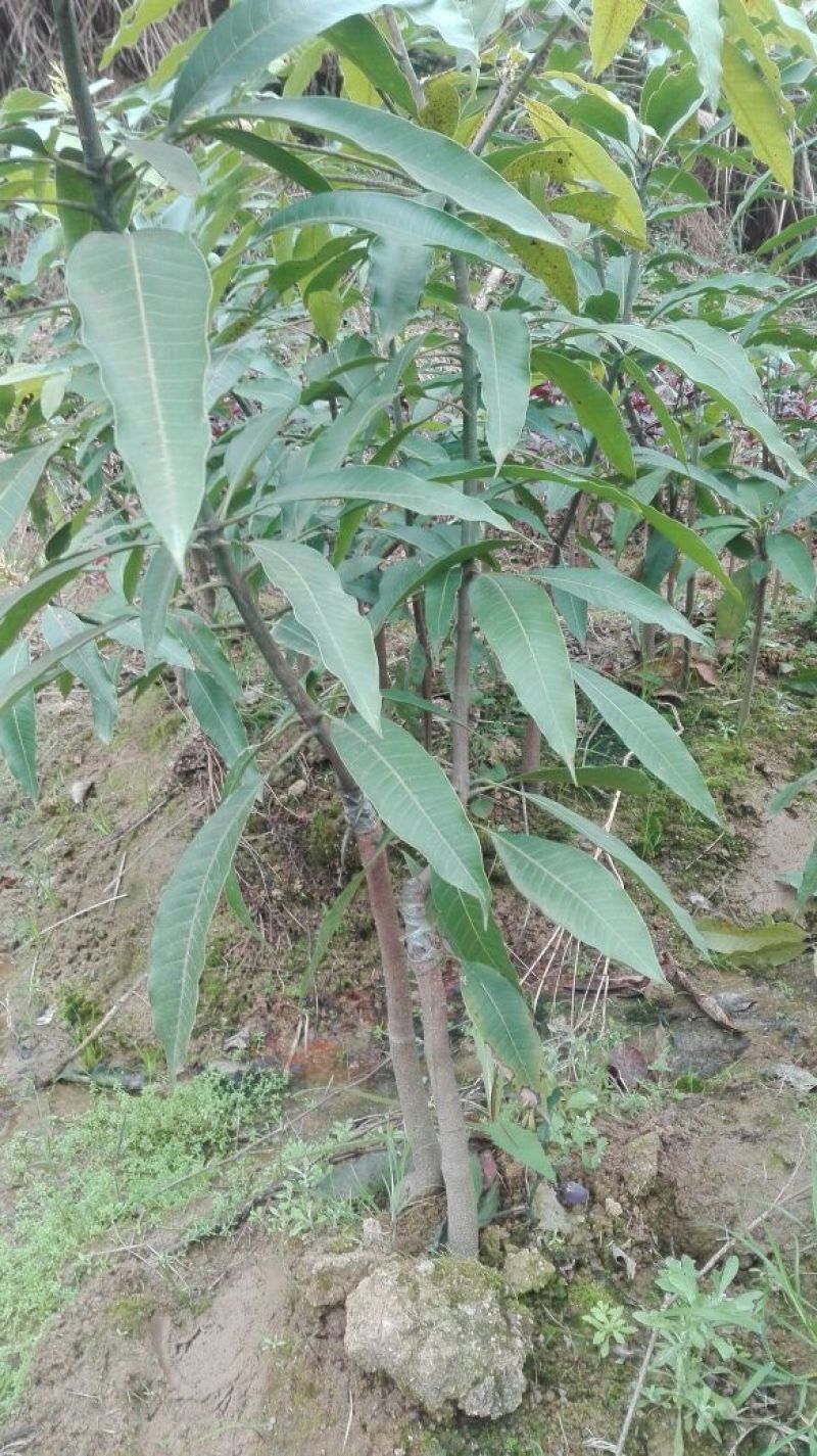 芒果苗1m以下