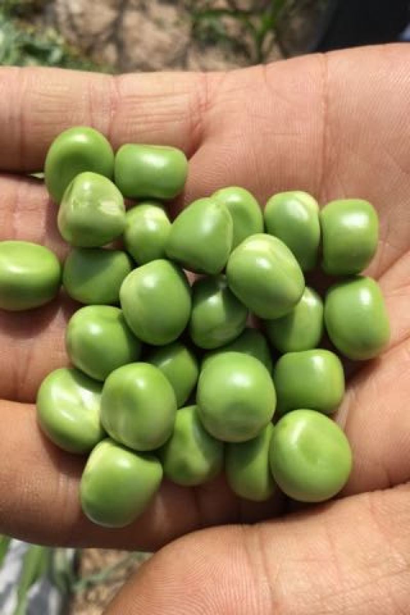 豌豆种子台湾长寿仁豌豆种子水果豌豆种子山地大王种子