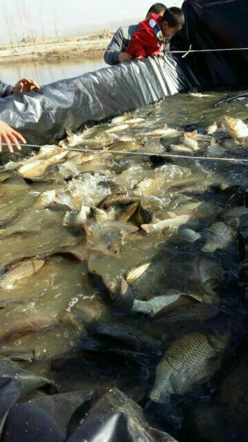 河鲤鱼