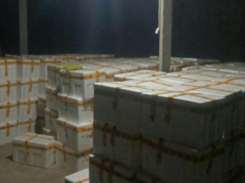 绿皮西葫芦0.8斤以上