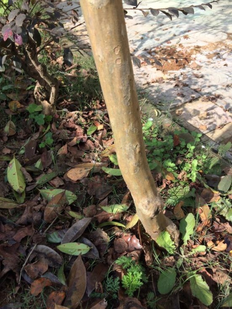红花紫薇