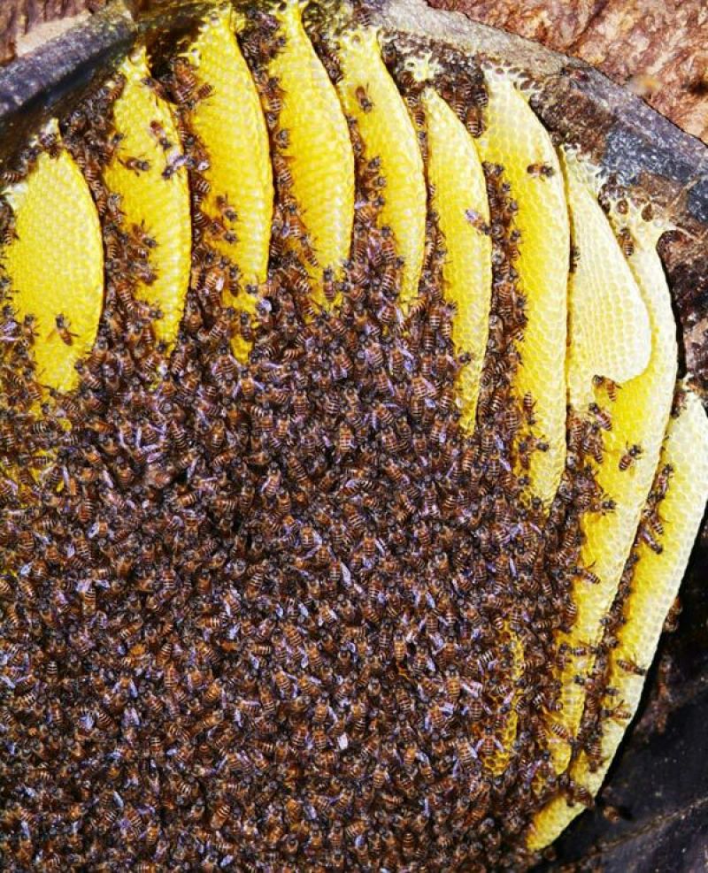 土蜂蜜2斤