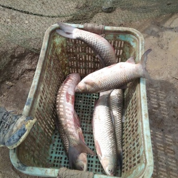 池鲤鱼食用1~2公斤