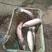 池鲤鱼食用1~2公斤