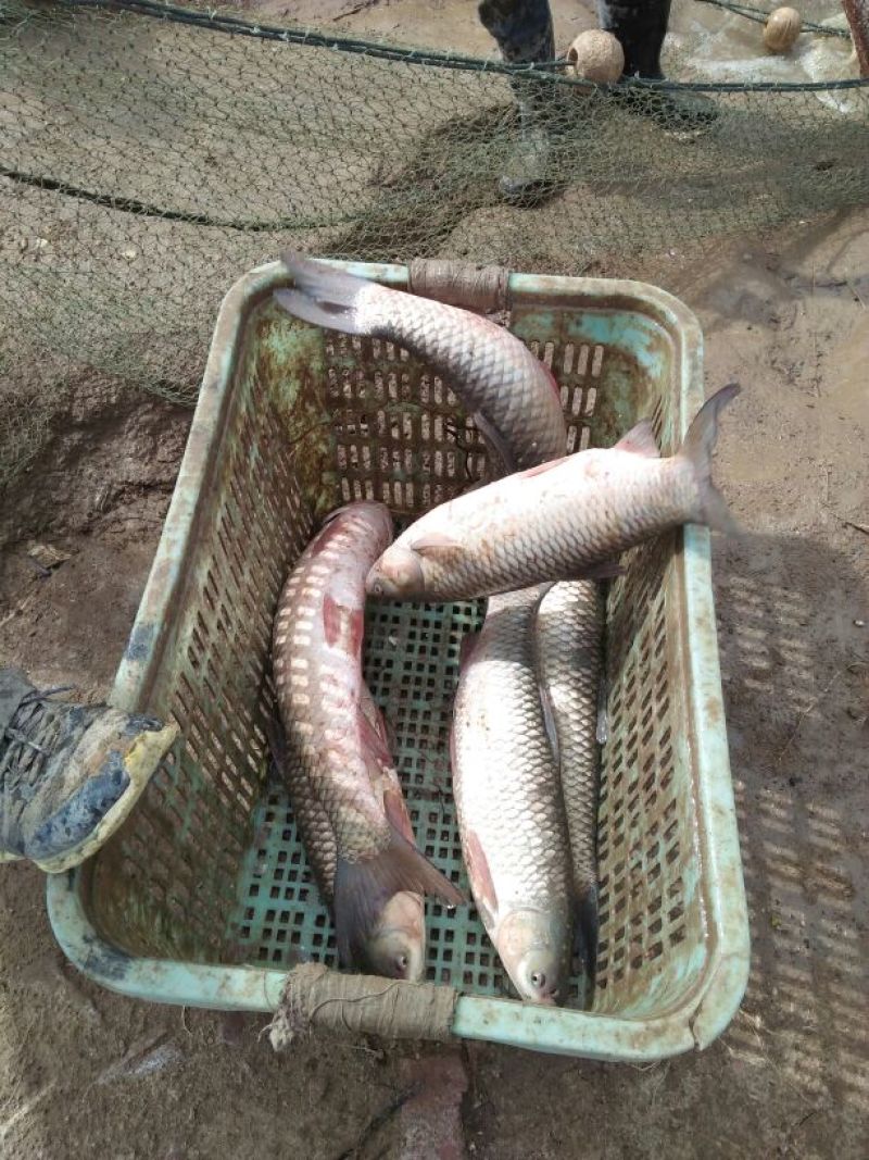 池鲤鱼食用1~2公斤