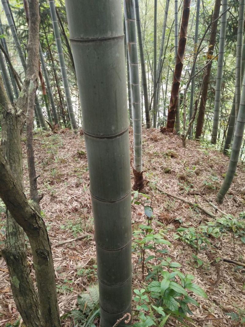 楠竹