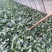 【优质】越冬菠菜25~30厘米基地市场直供货源稳定