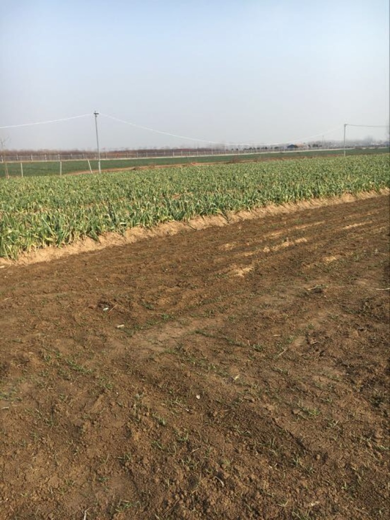 大叶菠菜
