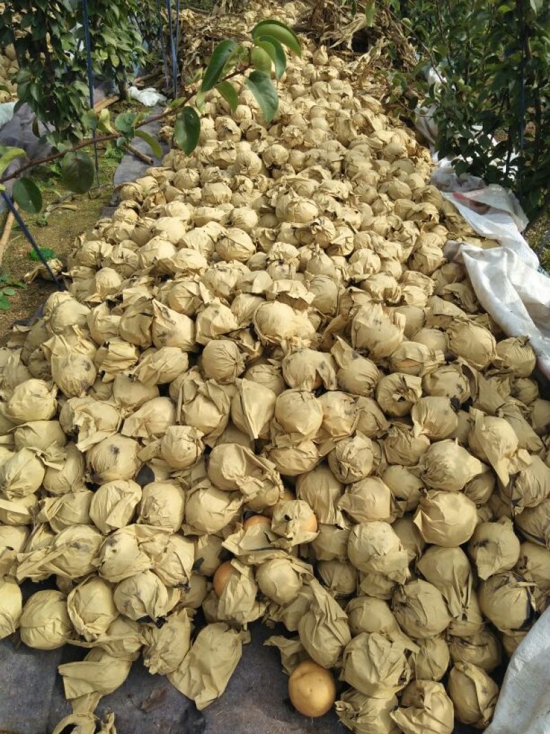 富硒梨300~350g纸袋