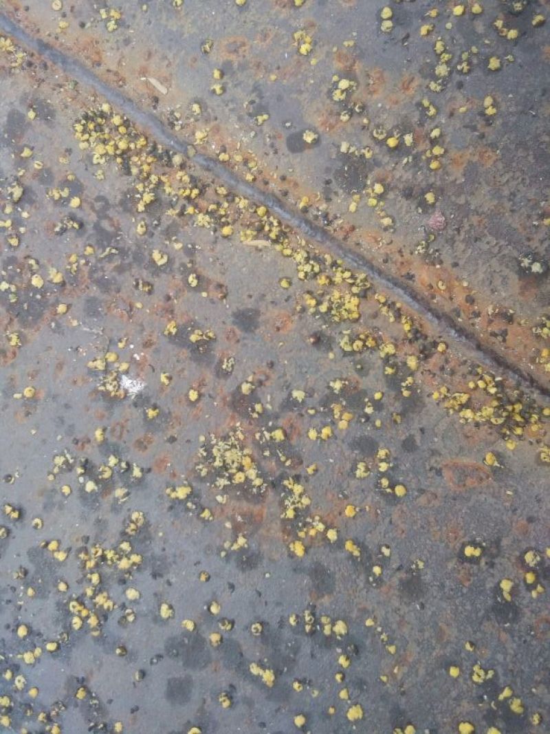 油菜籽荆门市油菜籽