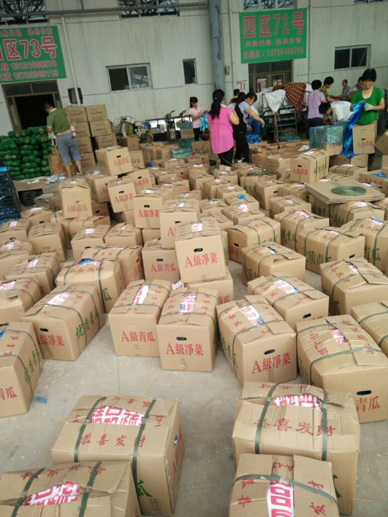 黄瓜河北鲜花带刺25公分以上产地直销包客商满意