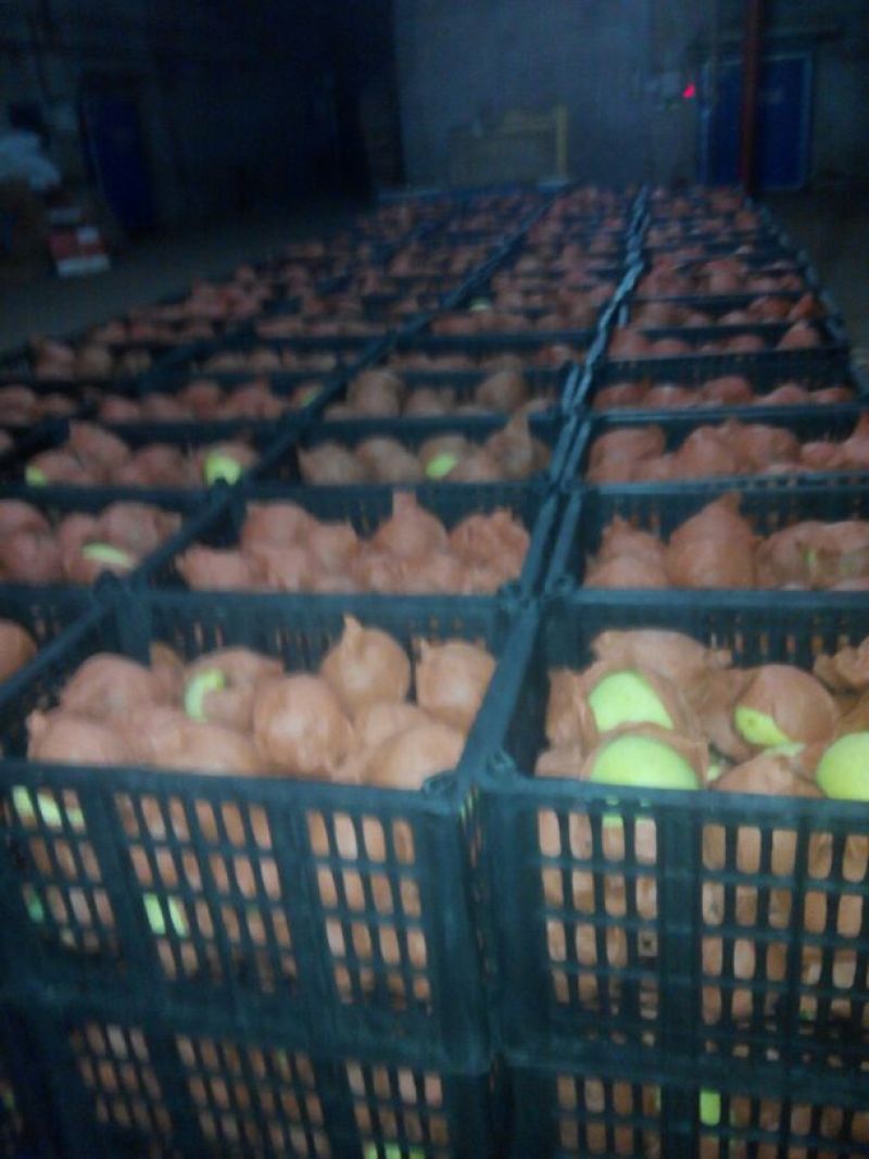 酥梨350~400g筐装