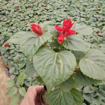 一串红10~30cm