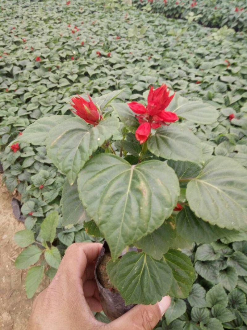 万寿菊盆花