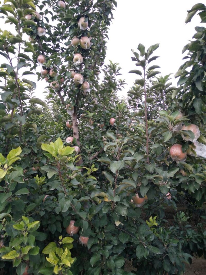 红富士苹果75mm以上膜袋
