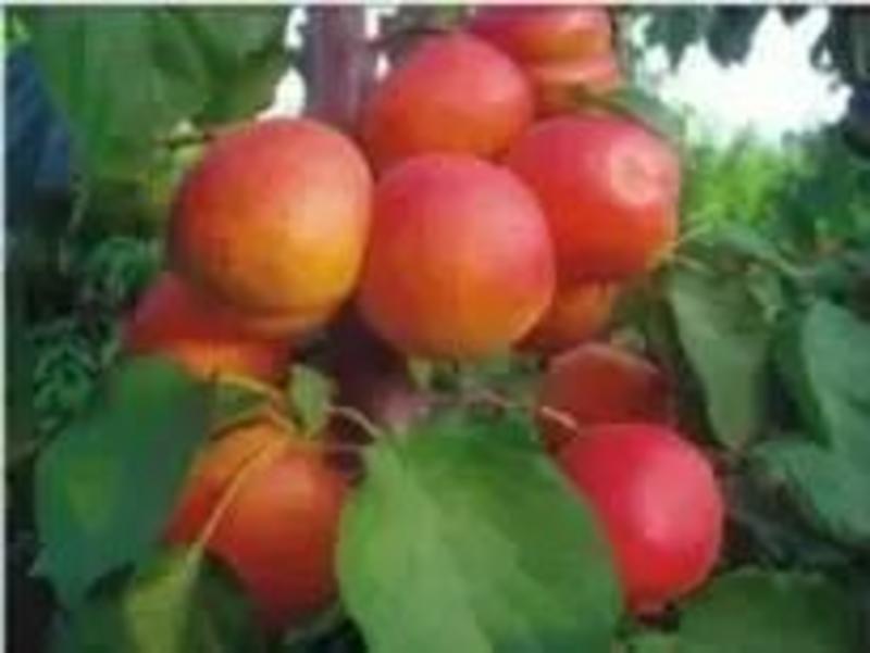 丰园红杏45~mm