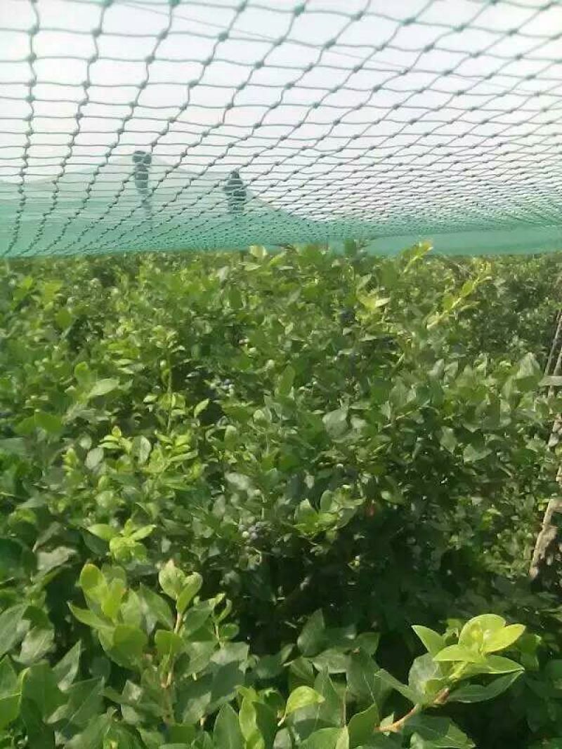 蓝莓8~10mm以上