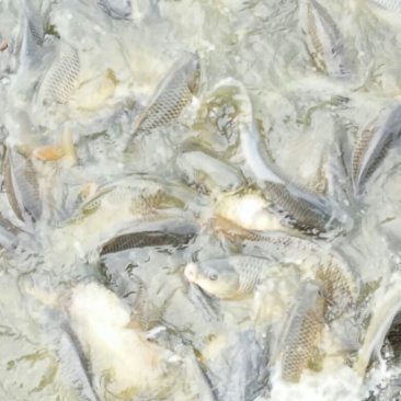池鲤鱼食用1~2公斤
