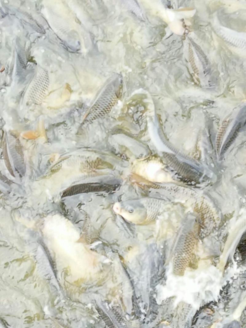 池鲤鱼食用1~2公斤