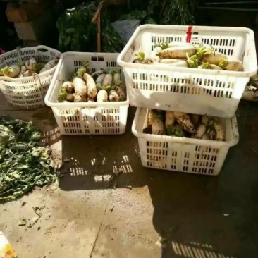 白萝卜1.5~2斤起