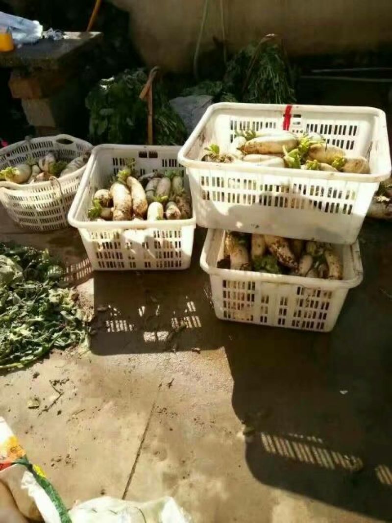 白萝卜1.5~2斤起