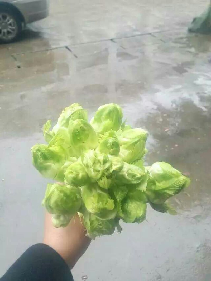 儿菜5两以上