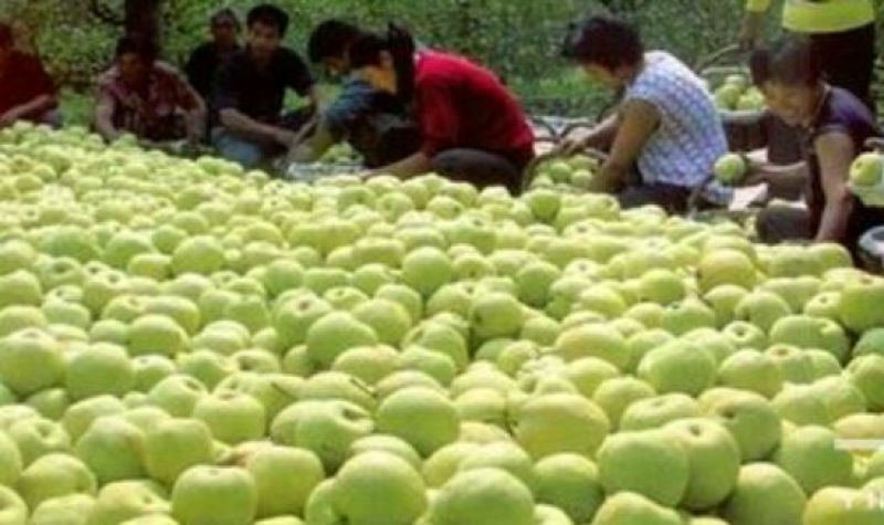 黄金梨400~450g纸袋