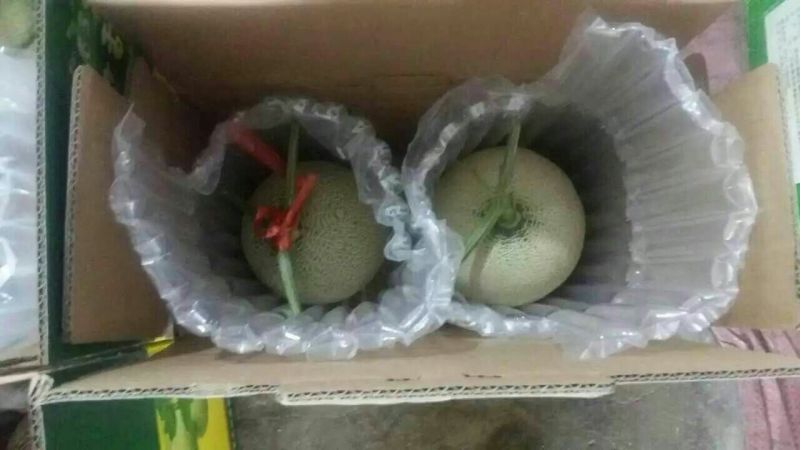 网纹瓜3斤以上椭圆形