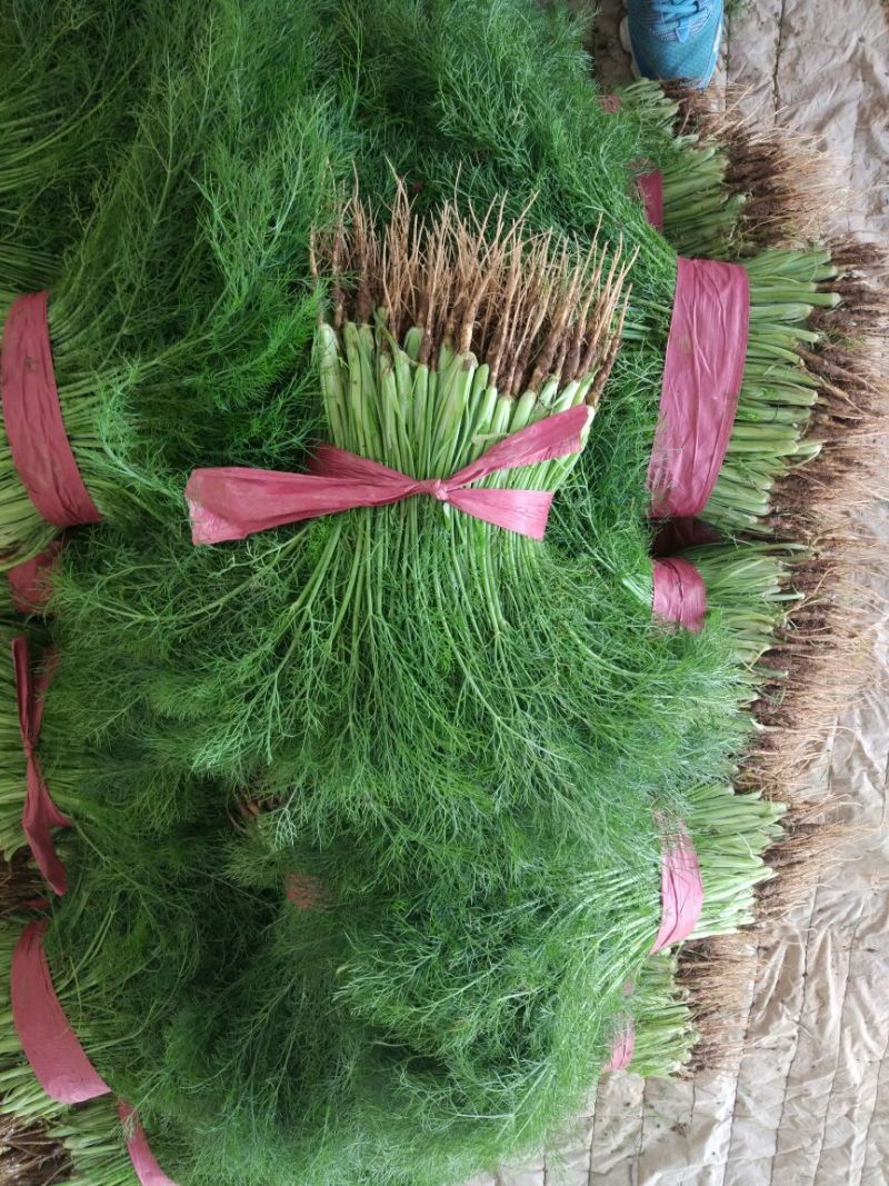 茴香大量上市质量优质根粗叶绿