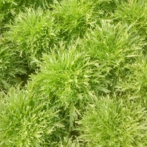 苦菊