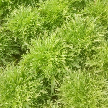 苦菊