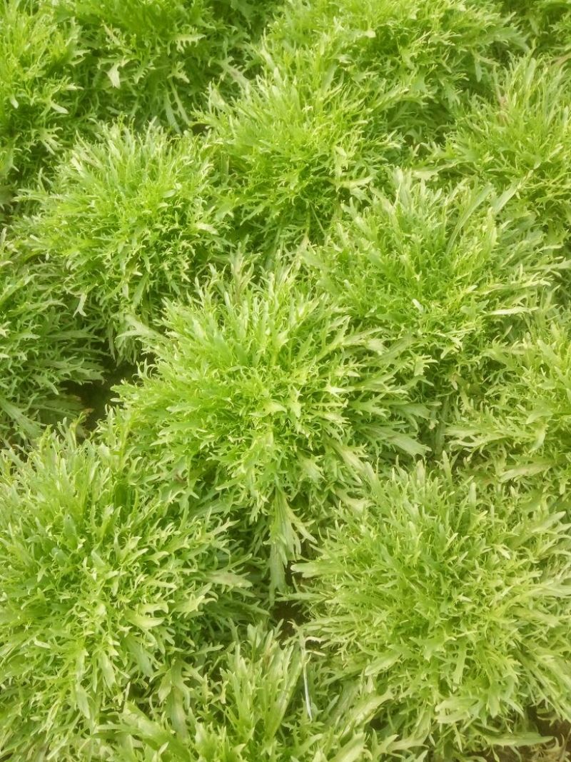 苦菊