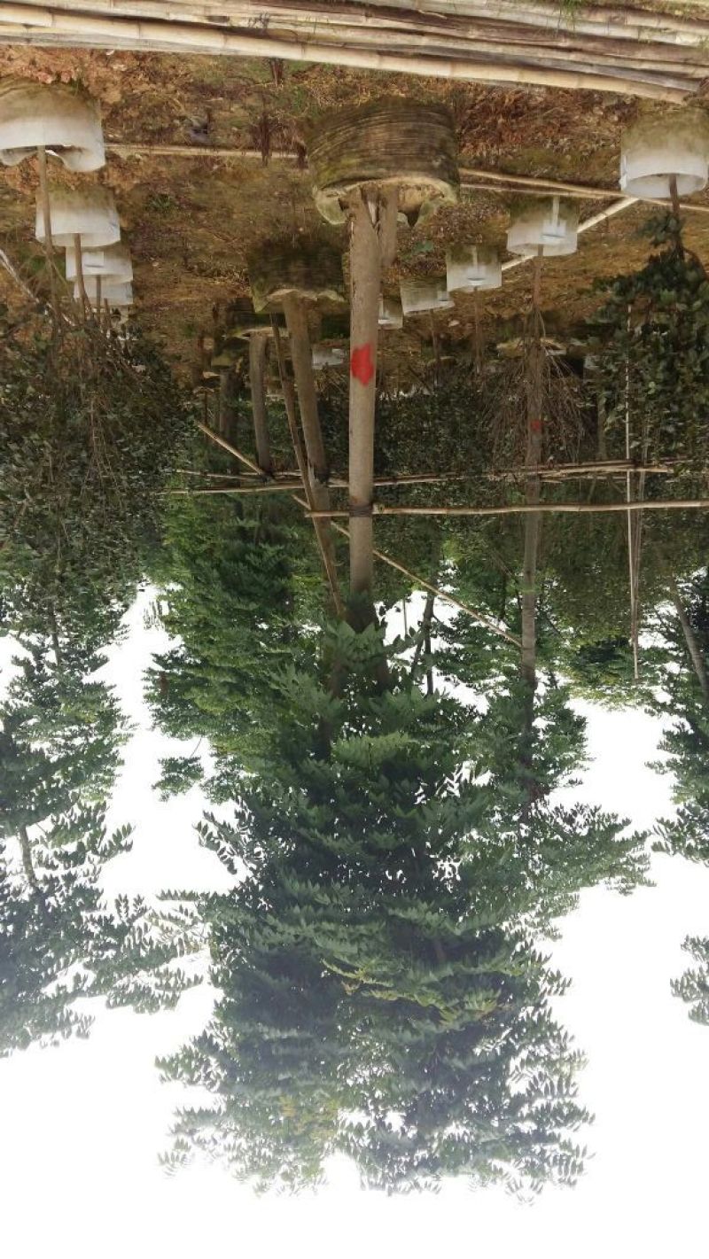 复羽叶栾树10~12cm10~12cm3~3.5米3