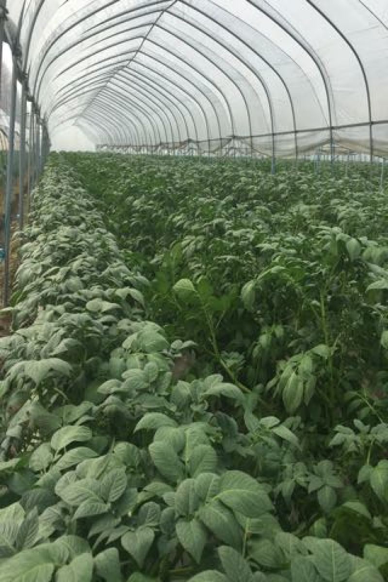 大西洋土豆预售五月十号上个大工厂在我处都有基地。