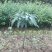 芒果苗1m以下