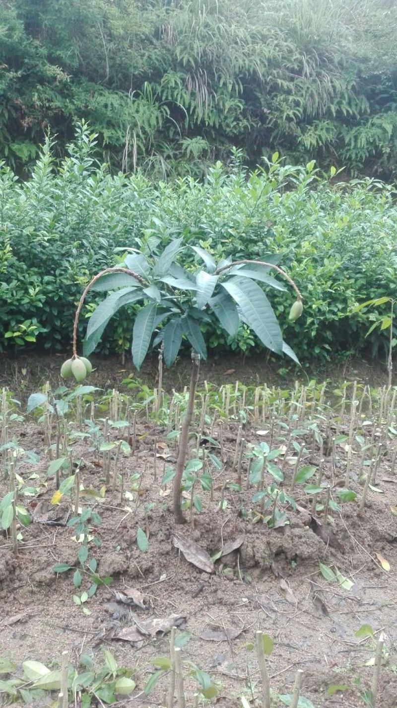 芒果苗1m以下