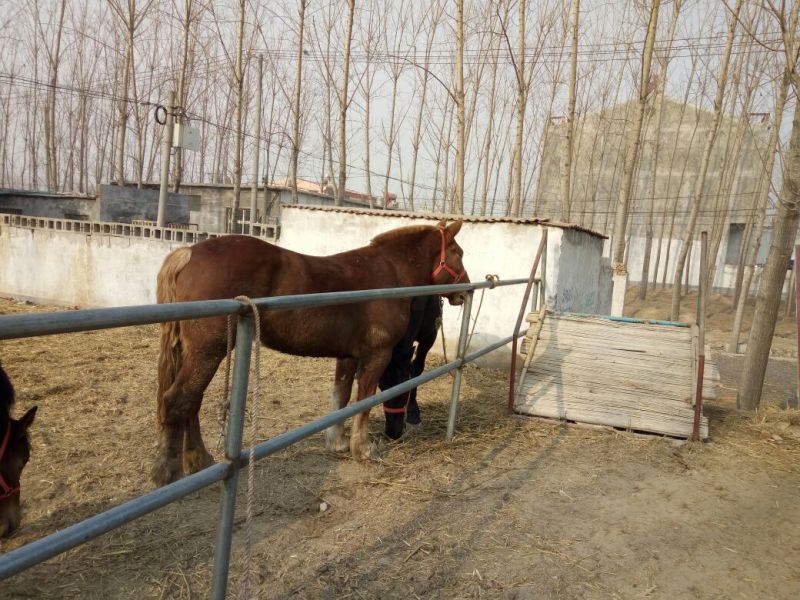 半血马400~500kg