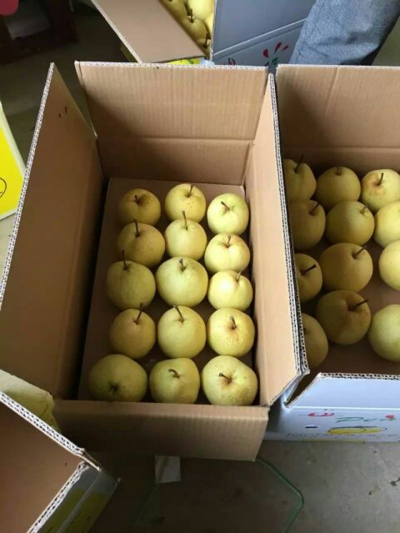 酥梨550~600g纸袋