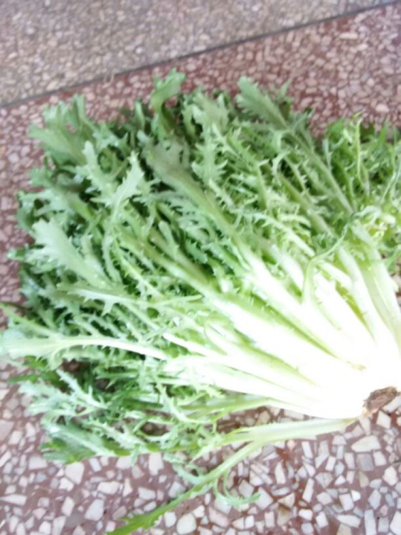 苦菊