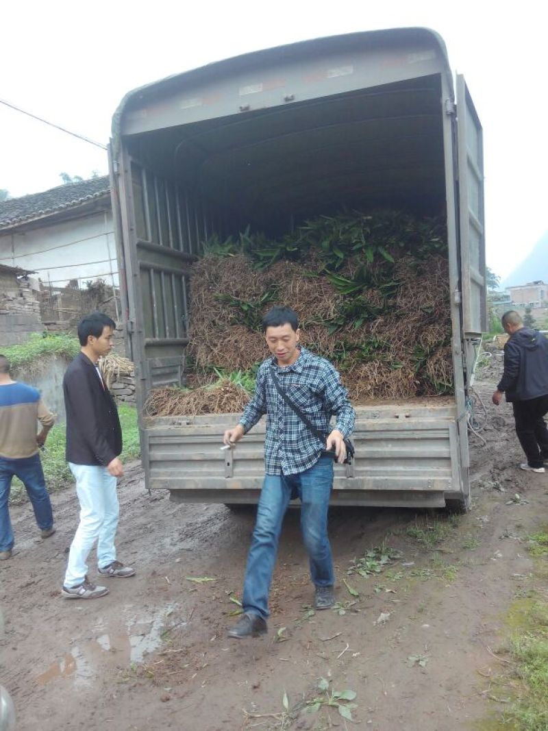 砂仁苗